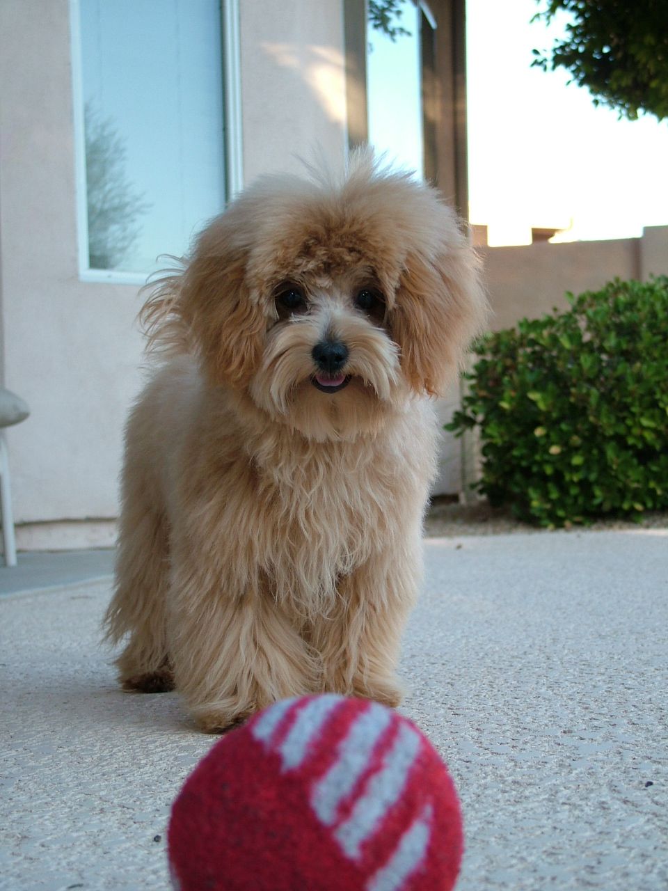 Sophie loves playing ball with her Host Gail!