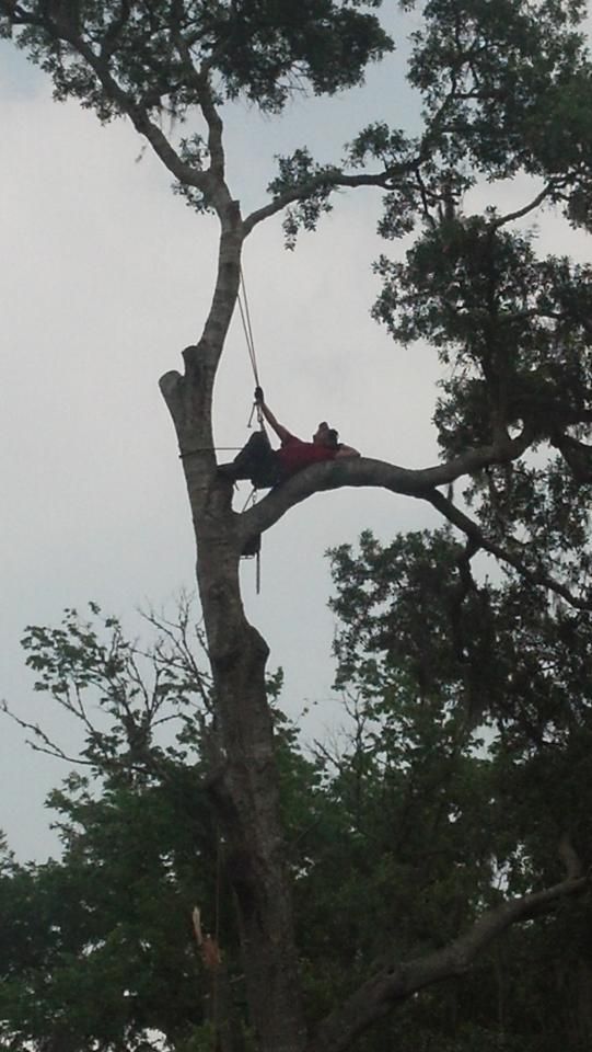 tree cutting san antonio