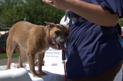 Chihuahuas love acupuncture too!