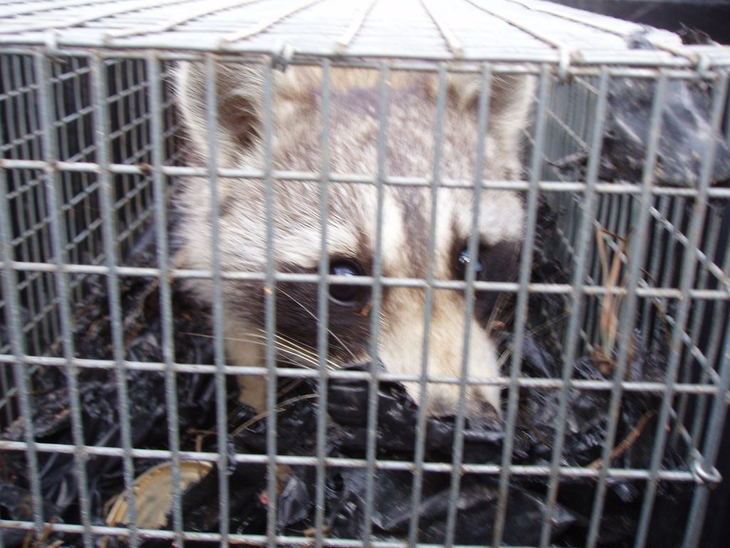 coon trapper