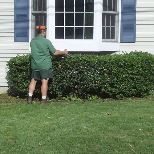 trim bushes for bank hse