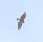 Hawk over Martha's Vineyard during ceremony.