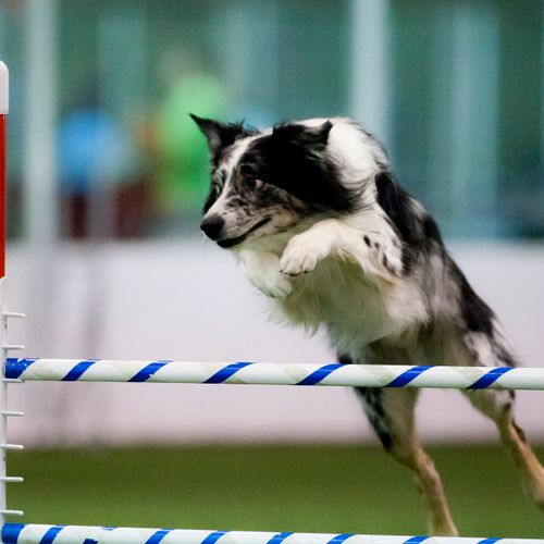 Agility for all dogs