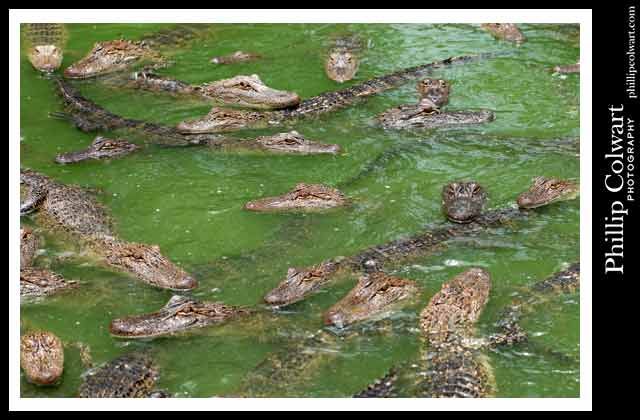 Kleibert's Alligator Farm - Hammond, LA  Image Â©P