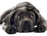 Compatible Canine Companions
Where Best Friends Ar