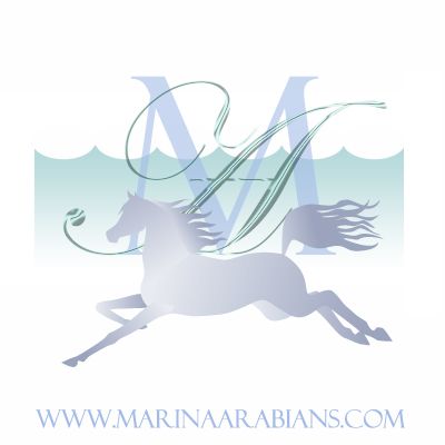 Logo and Website for www.MarinaArabians.com. See w
