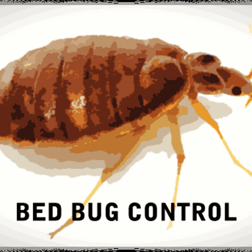 Bed Bug Pest Control in Andover, Ballardvale, MA; 