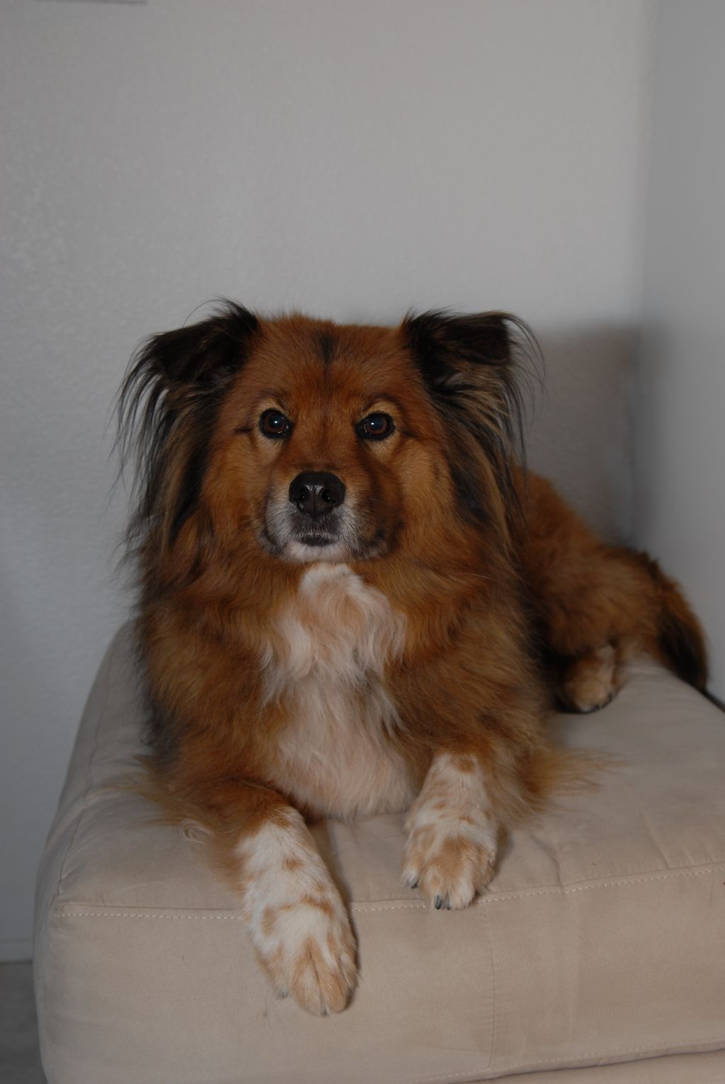 Owners dog: Dahlila