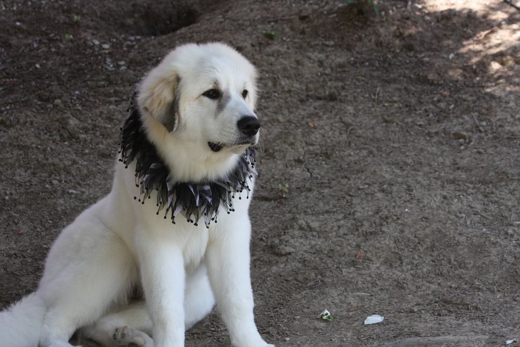 Puppy care . Beginning training to walk on leash f