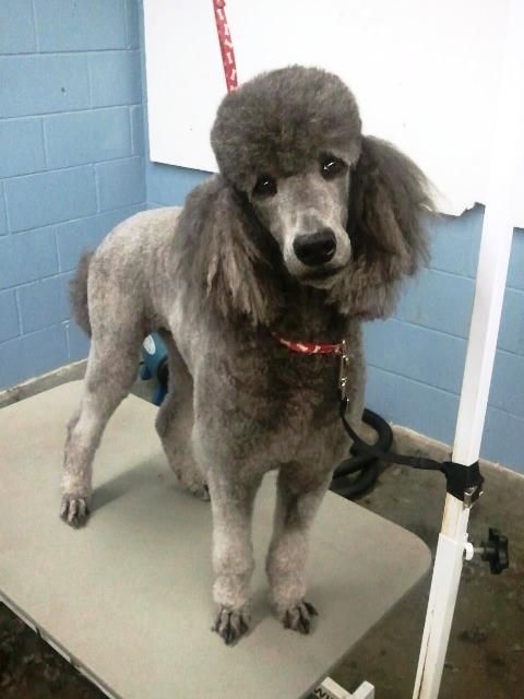 One of our Lovely Groom Dogs - Sylvie