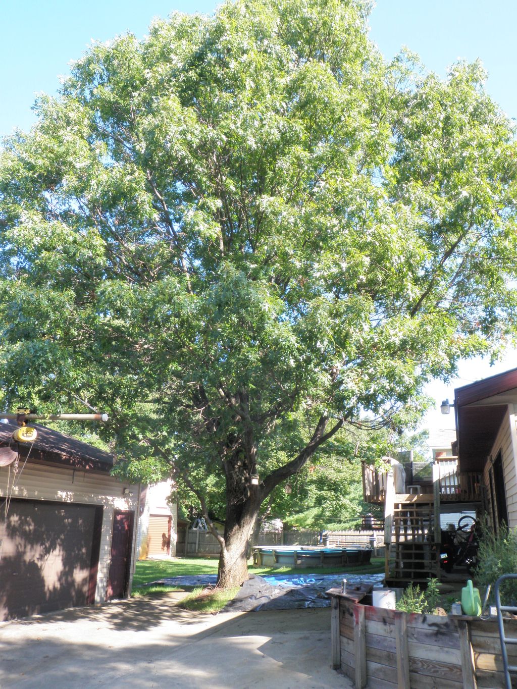 Maple Removal Before