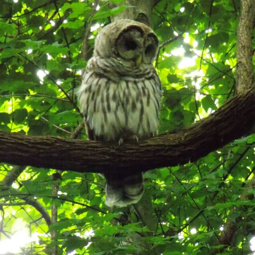 Barred Owl, Bog Garden, Greensboro, NC.