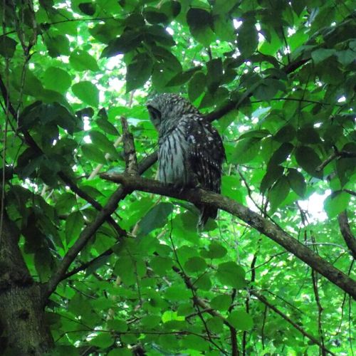 Barred Owl, Bog Garden, Greensboro, NC.