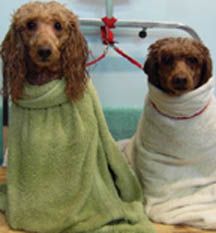 "The Collins' Kids" A day at the spa, thanks to Do