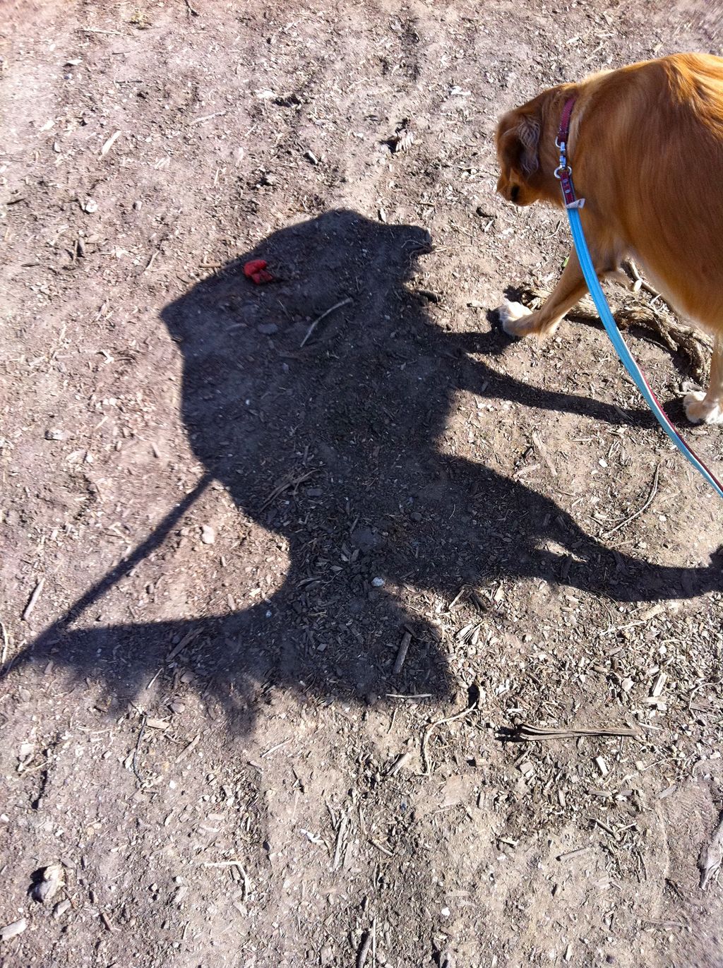 Walking Shadow's Shadow!