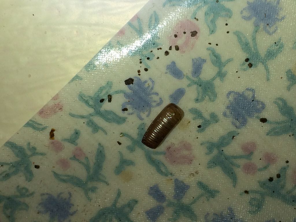 A German Cockroach ootheca found in a cabinet abou