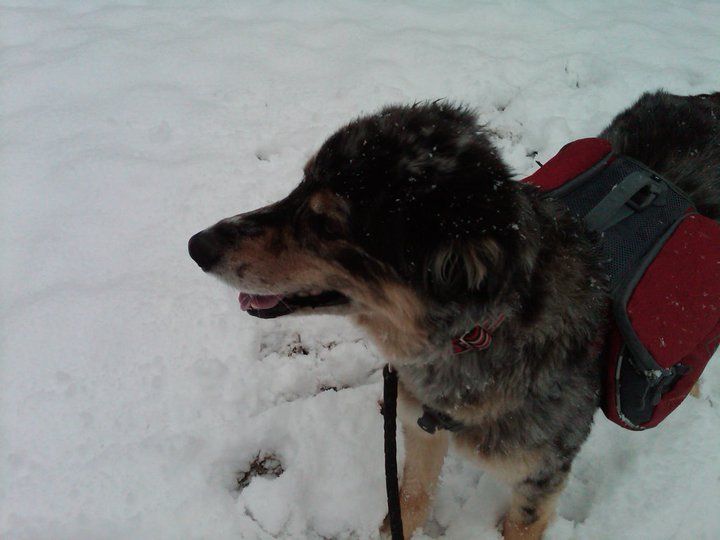 Pet Sitting and Dog Walking Client