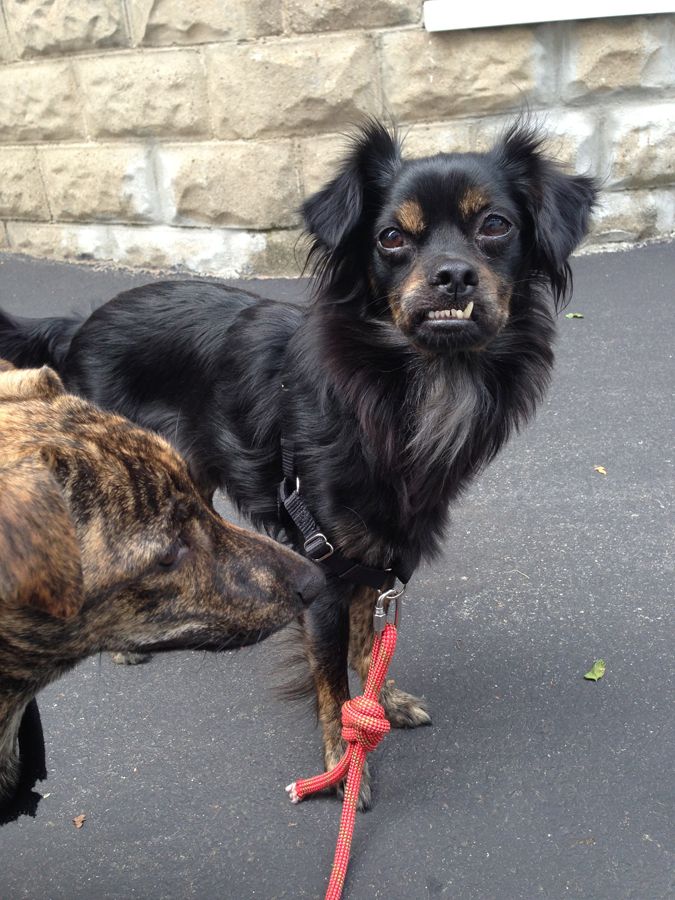 Lucky Lucy's Pets: Medford Dog Walking and Pet Sit