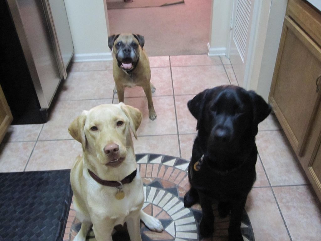 Daisy and Archie's parents went to the keys so Mur