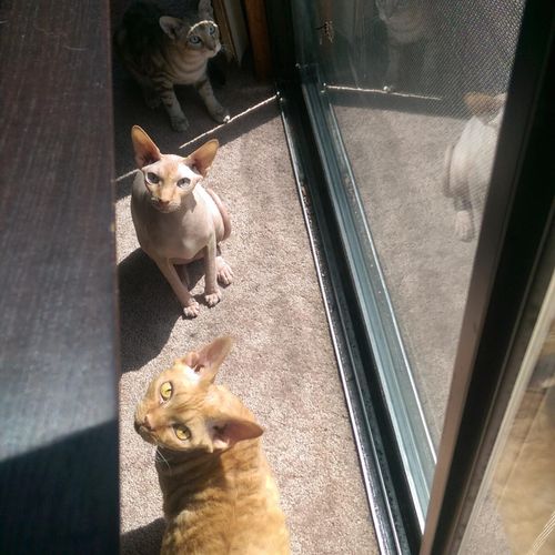 Three cats trying to look innocent while meeting b