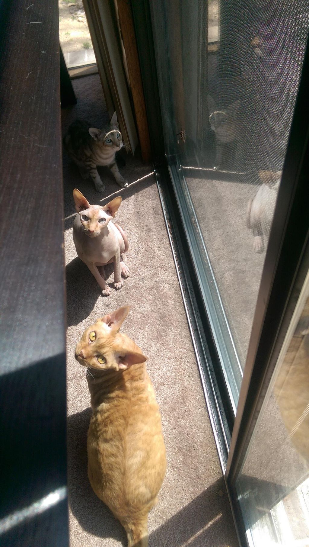 Three cats trying to look innocent while meeting b