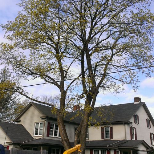 Huge maple hanging over both sections of the house