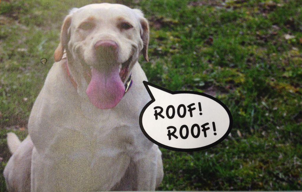 Meet Missy! Our happy Mascot! 
ROOF! ROOF!