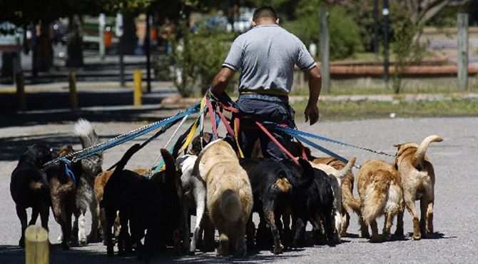 Dog walking - because a tired dog is a good dog!