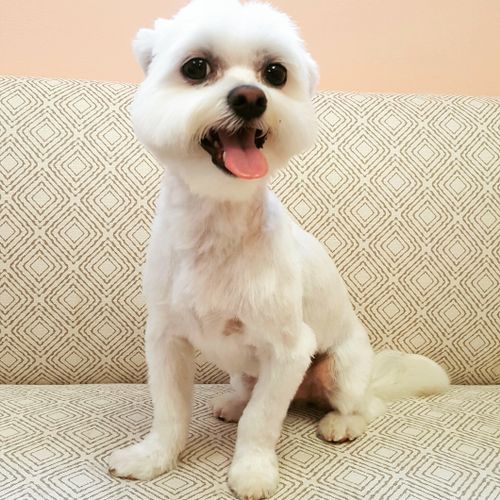 Mollycoddles Pet Grooming - Warwick, RI
