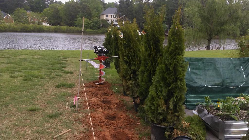22 arborvitae trees planted as privacy fence acwor