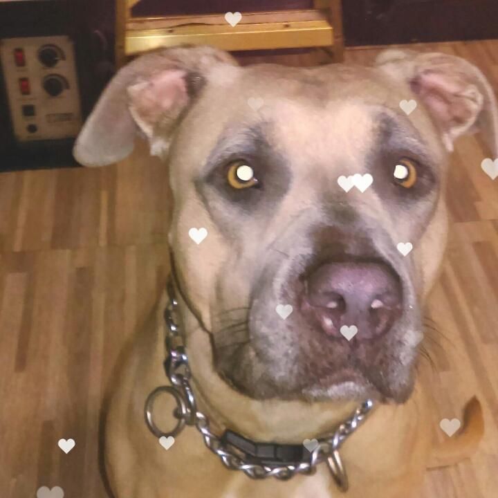 Jessie's in love (with bacon)