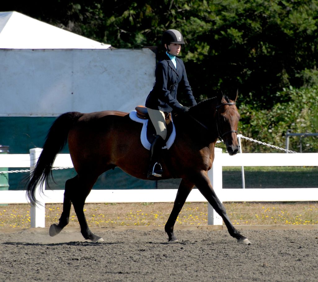 Correct equitation is the foundation of all riding