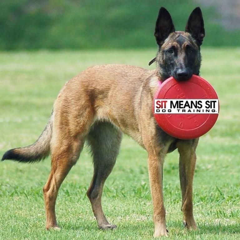 Sit Means Sit Dog Training of San Diego