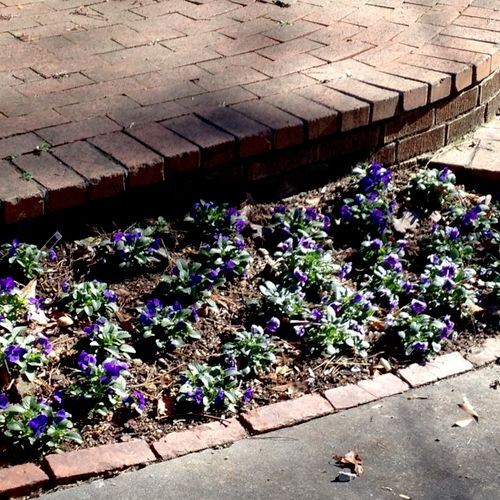 Pansy flower bed installation