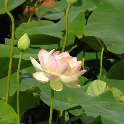 The lotus is a symbol of spiritual enlightenment i