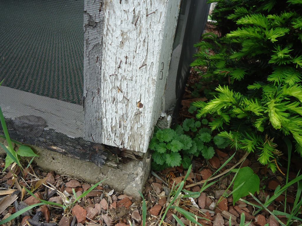 Wood Damage at Sun Room