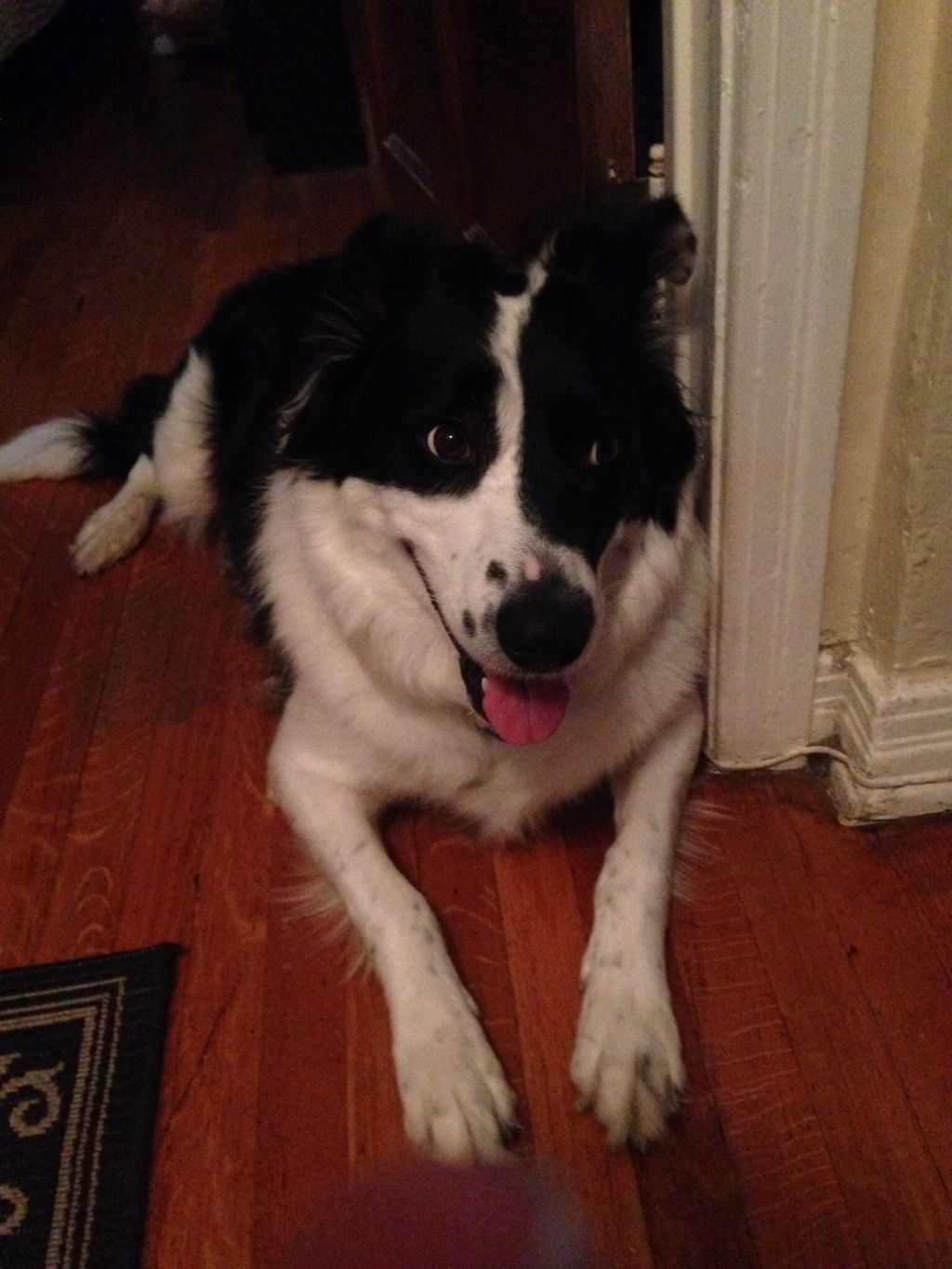 This is Belle, she is a great girl but she had a p