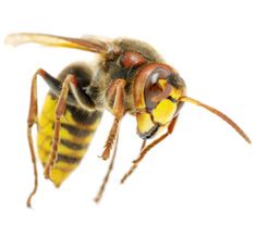 Bee infestation - Pest control Bee removal service