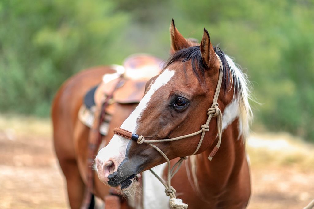 Bryant Nix love animals. Love horseback and any cr