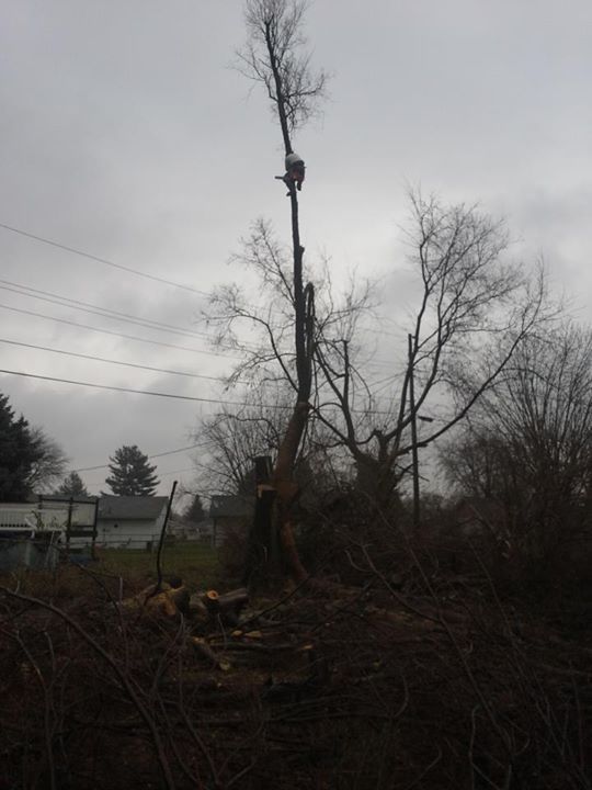 Chris climbing up a walnut tree and cutting it dow