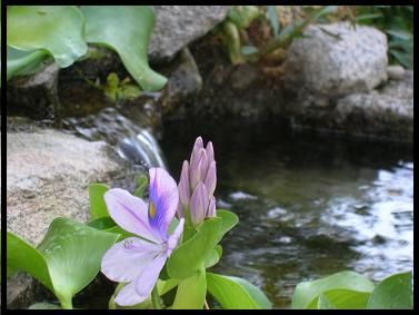 A signature pond - small yet  soothing