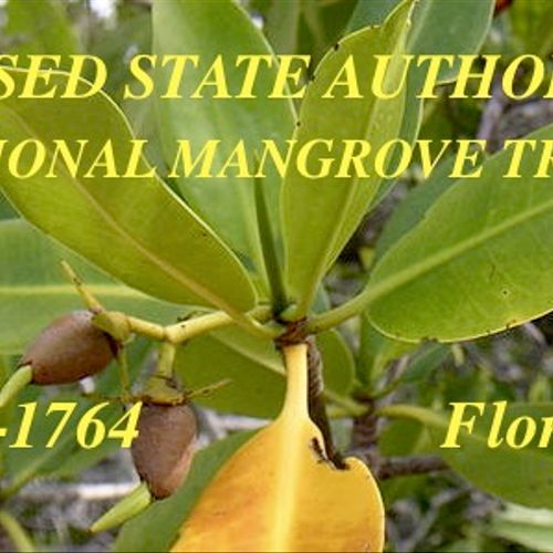 Licensed Mangrove Trimming Lower Florida Keys