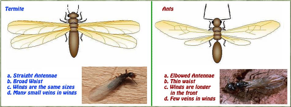Blue Planet Termite treatment and Control Services