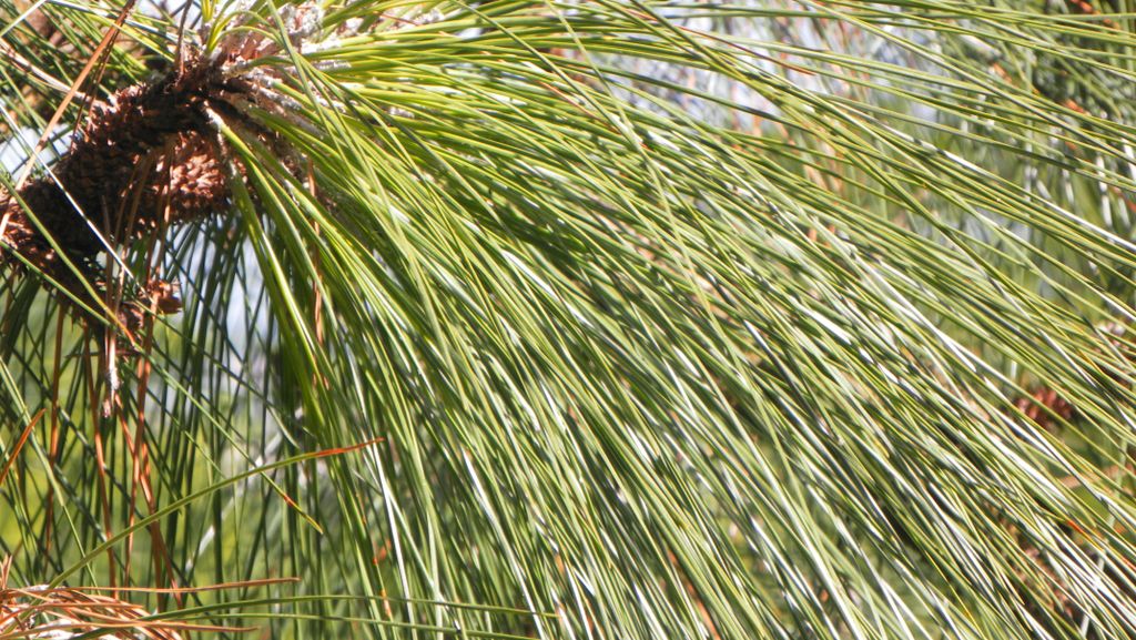 Pine, Texture