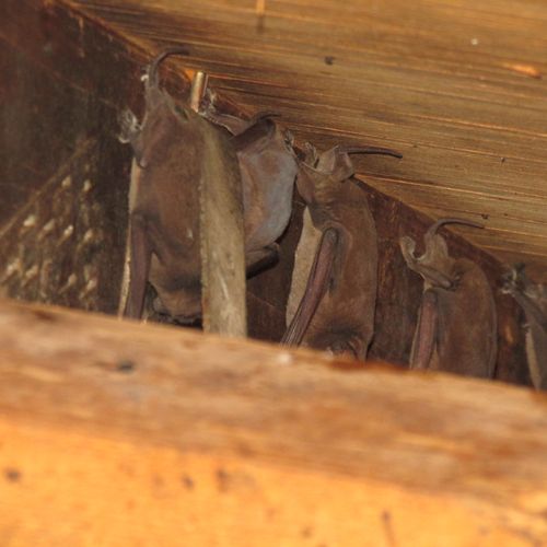 Performed an attic inspection, and found live bats