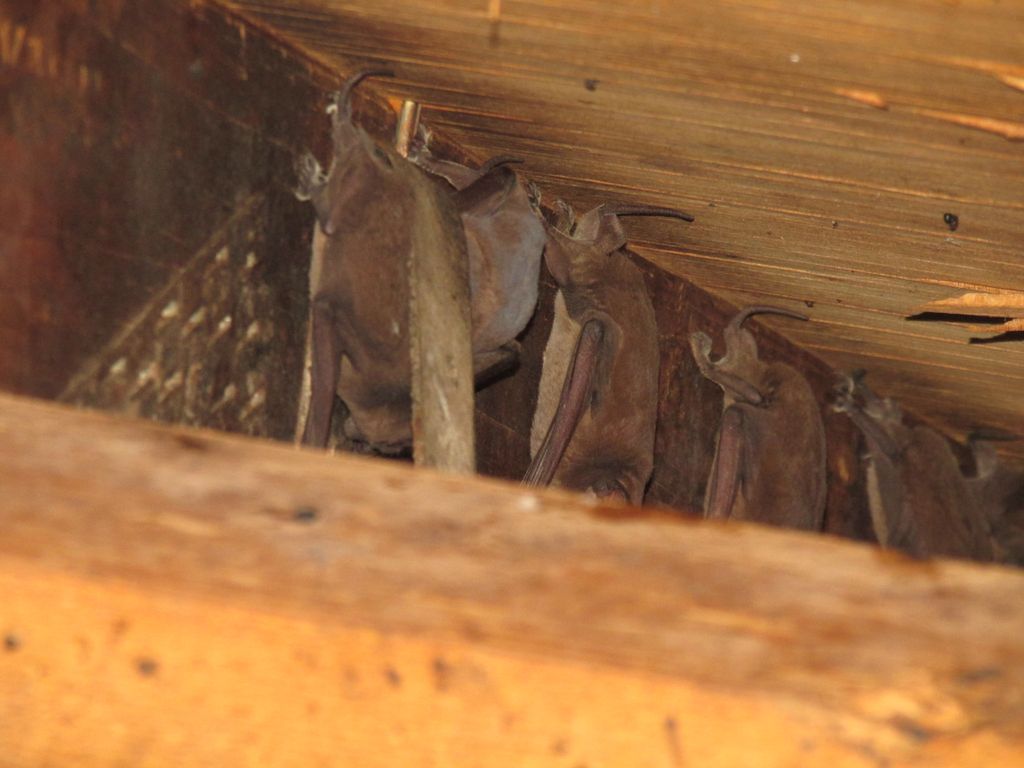 Performed an attic inspection, and found live bats