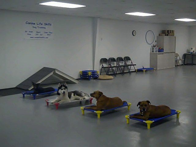 We teach dogs to be calm around each other.