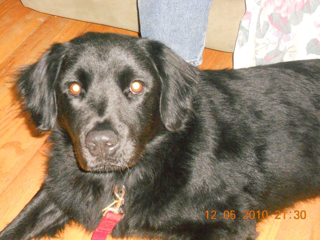 Stan Lee, rescued and fostered by me while undergo