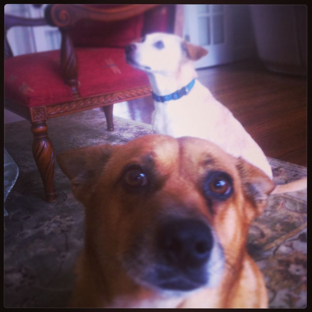 meet Harry and Mishu