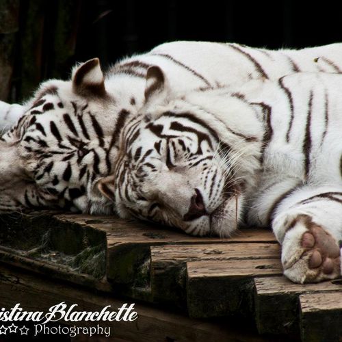 White Tigers in New Orleans